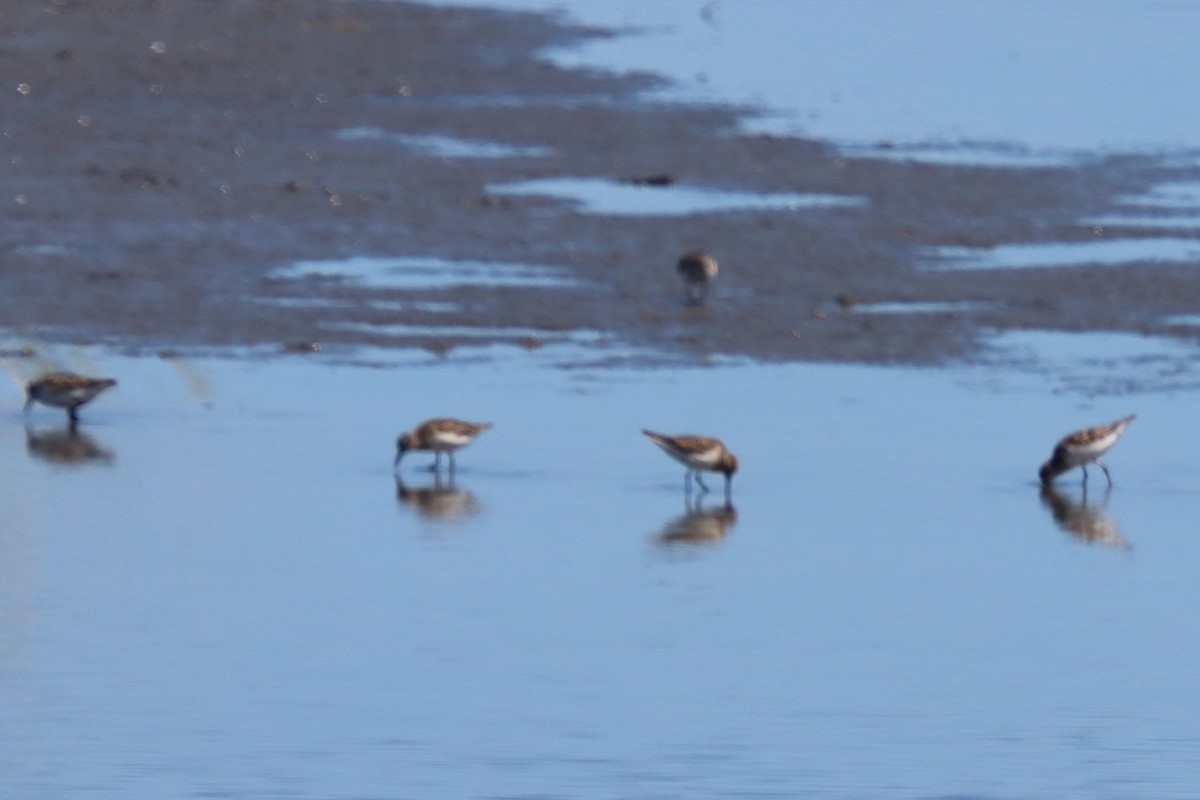 White-rumped Sandpiper - ML641130771