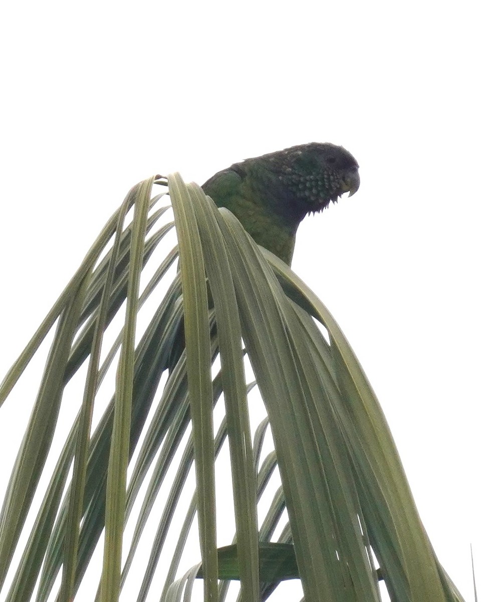 Scaly-headed Parrot - ML641130773