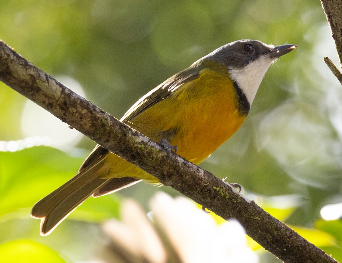 New Caledonian Whistler - ML641130780