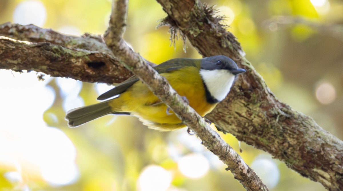 New Caledonian Whistler - ML641130781