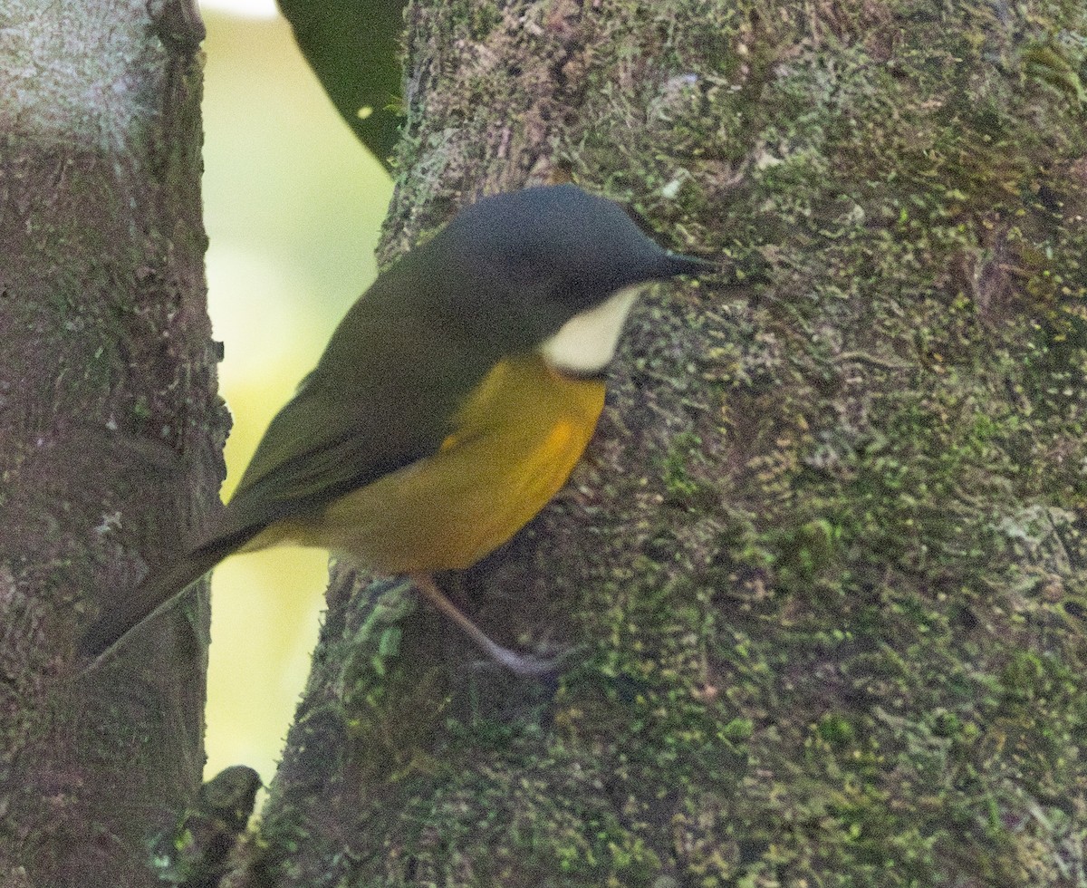 New Caledonian Whistler - ML641130782