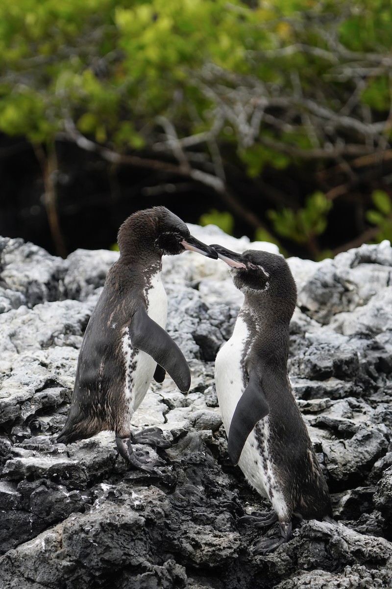 Pingüino de Galápagos - ML641130786