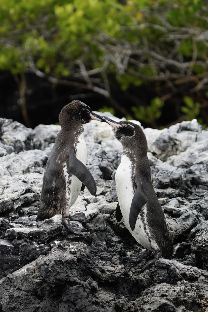 Pingüino de Galápagos - ML641130787