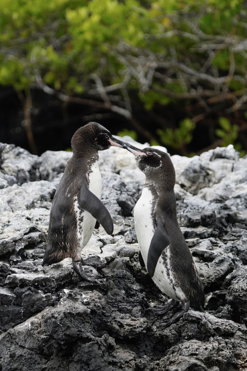 Pingüino de Galápagos - ML641130788