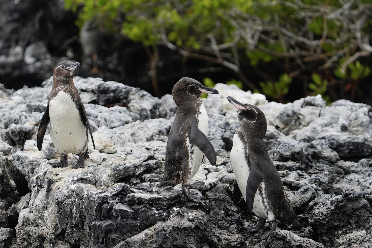 Pingüino de Galápagos - ML641130789