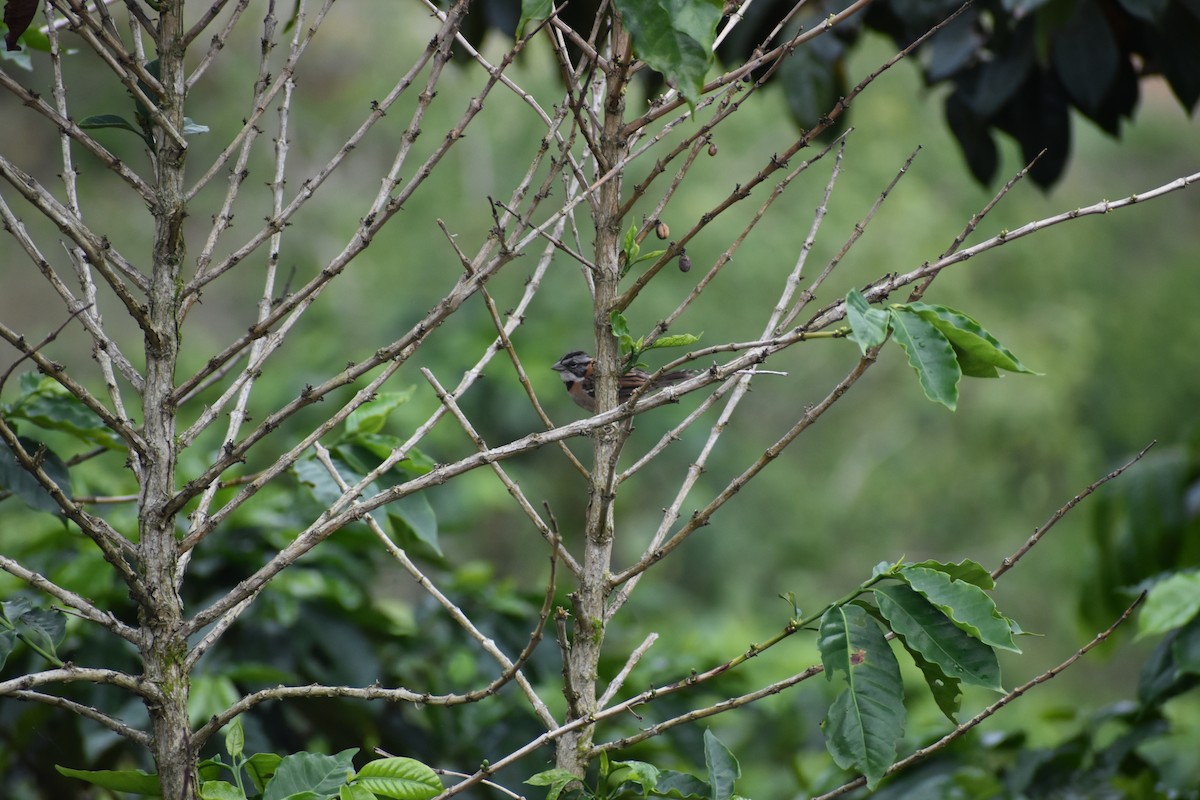 Rufous-collared Sparrow - ML641130805