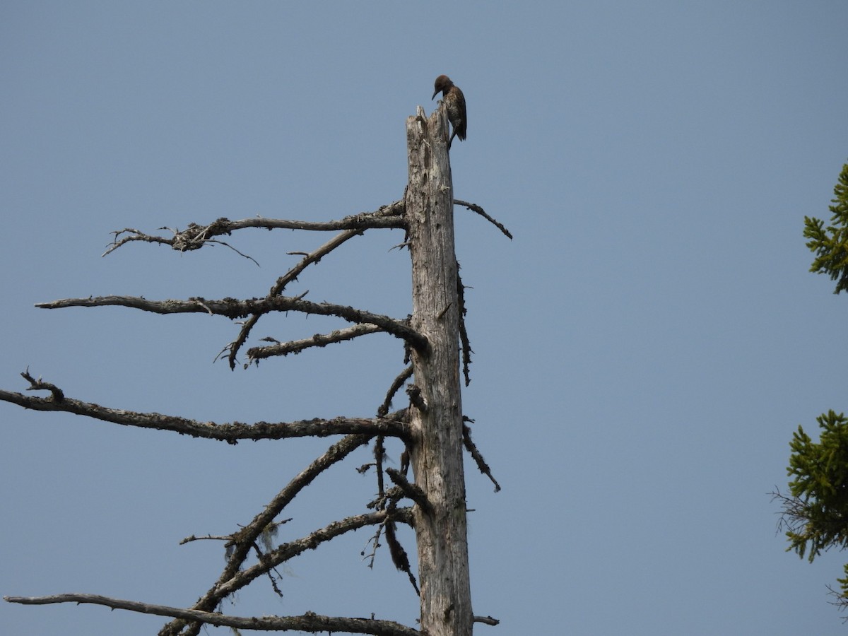 Northern Flicker - ML641130806