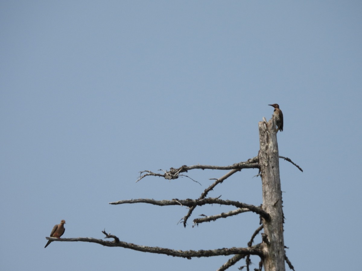 Northern Flicker - ML641130807
