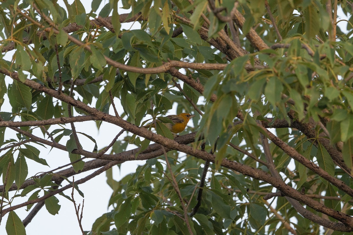 Streak-backed Oriole - ML641130822