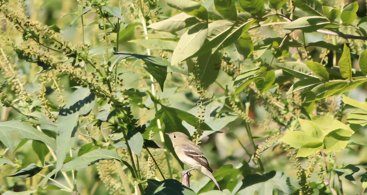 Yellow-bellied Flycatcher - ML641130836