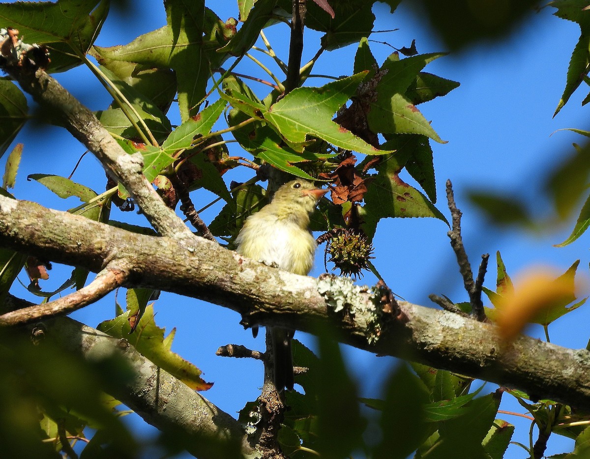 Acadian Flycatcher - ML641130844