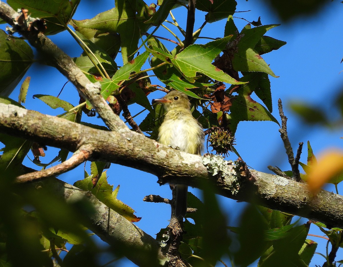 Acadian Flycatcher - ML641130845