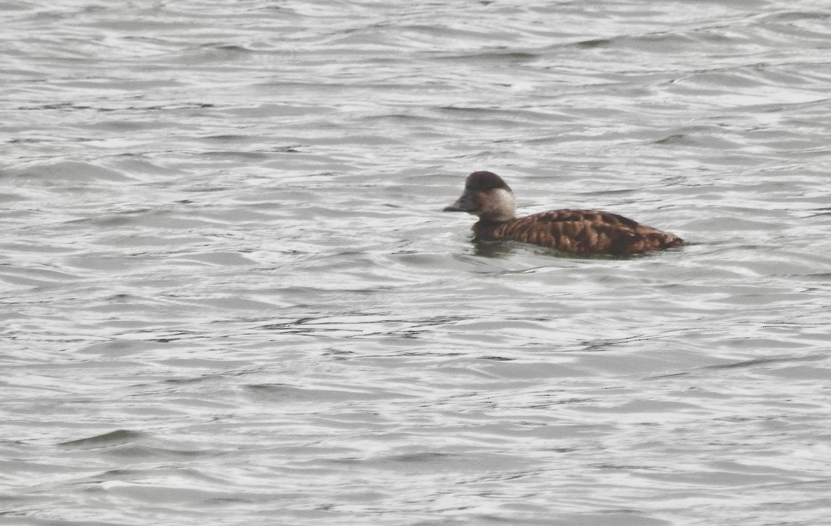 Common Scoter - ML641130846