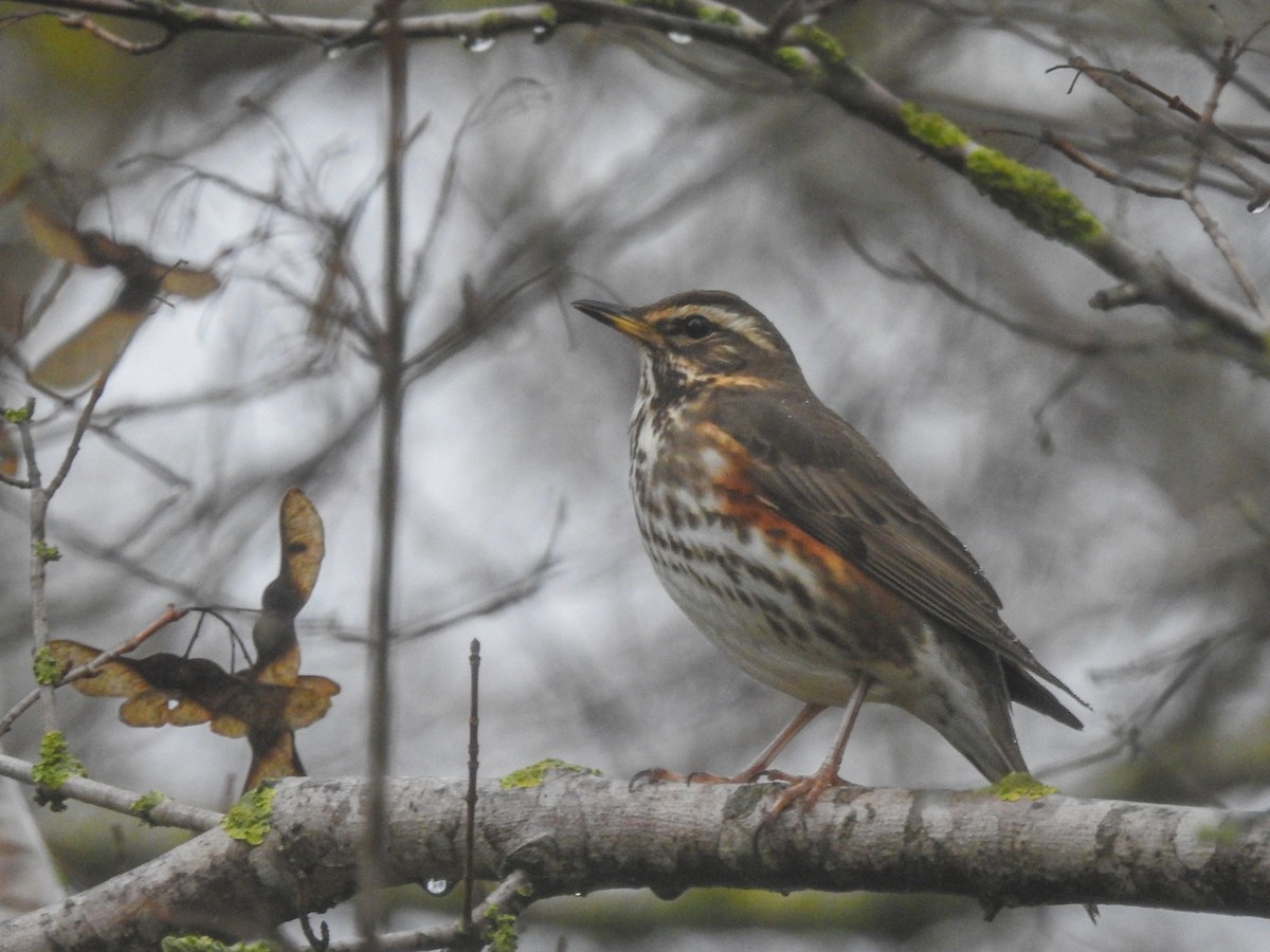 Redwing - ML641130847