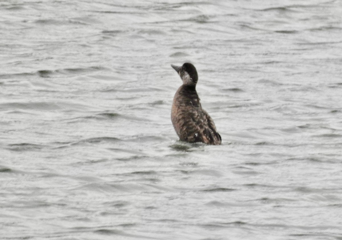 Common Scoter - ML641130848