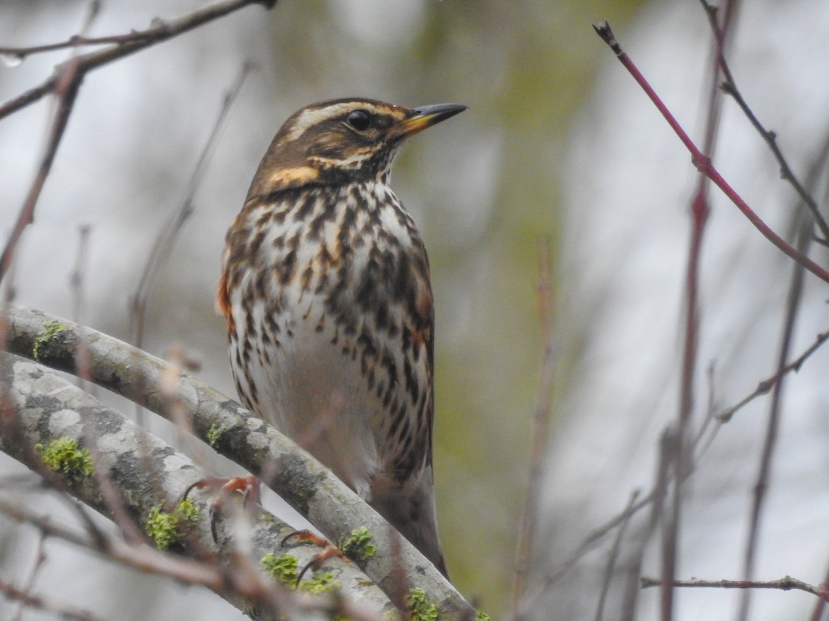 Redwing - ML641130849