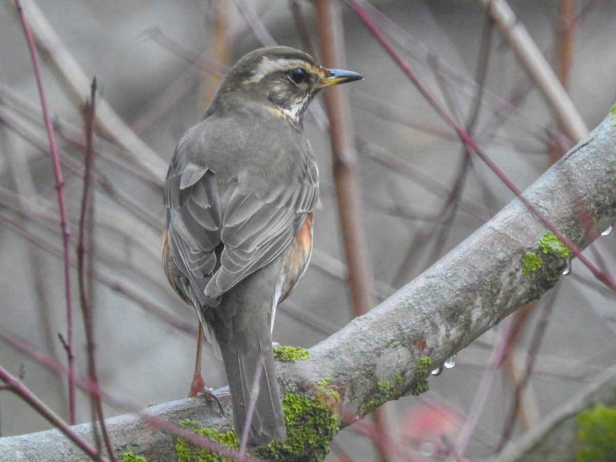 Redwing - ML641130850
