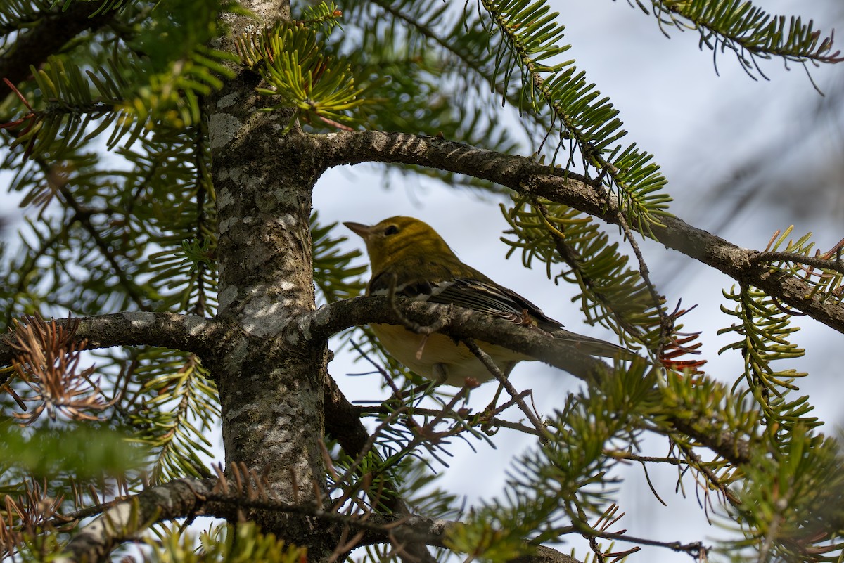 Bay-breasted Warbler - ML641130852