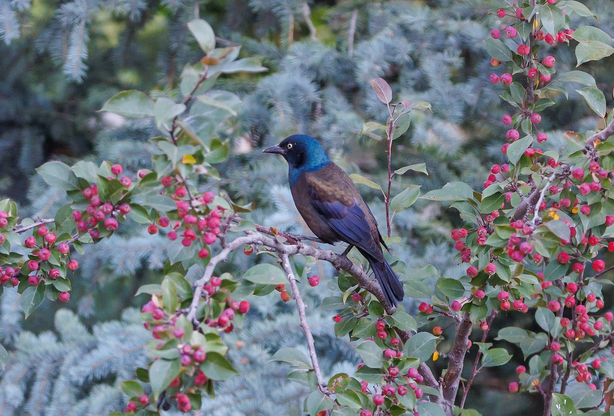 Common Grackle - ML641130860