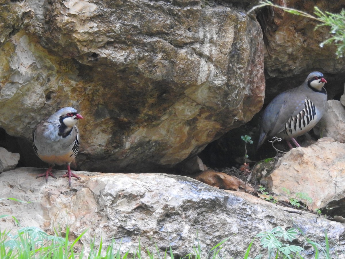 Chukar - ML641130862