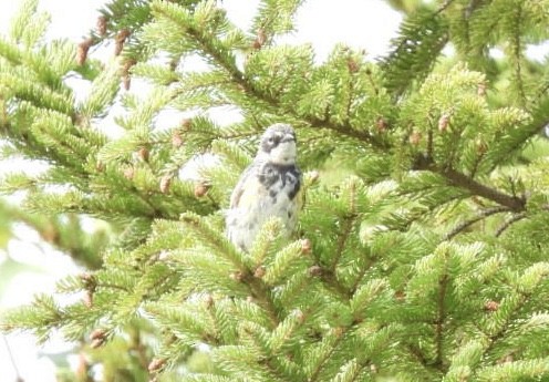 Yellow-rumped Warbler - ML641130871