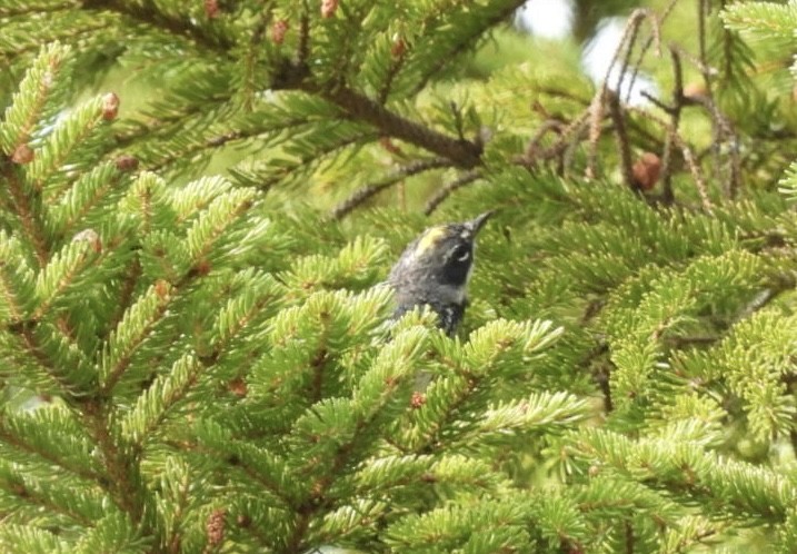 Yellow-rumped Warbler - ML641130873