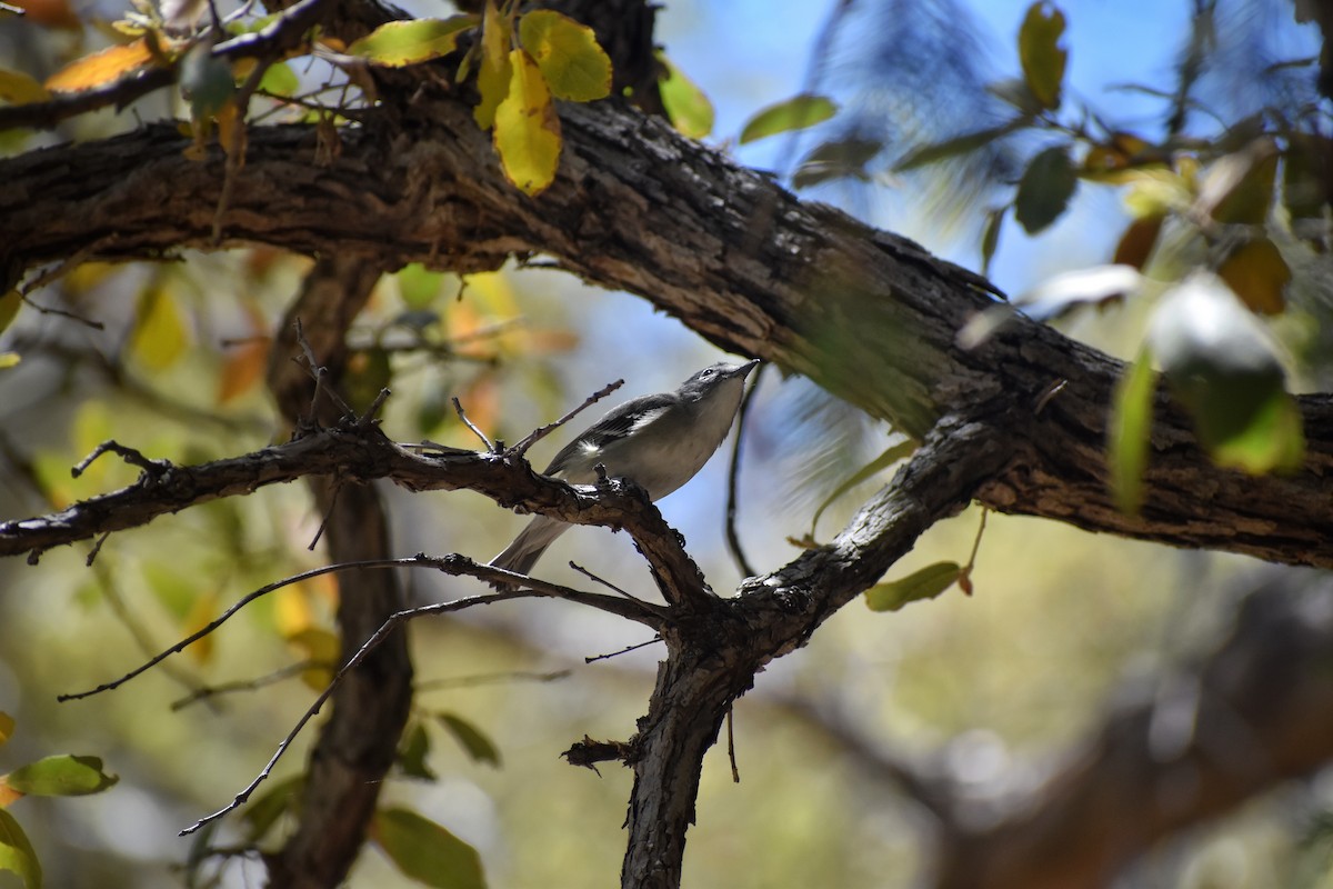 Plumbeous Vireo - ML641130879