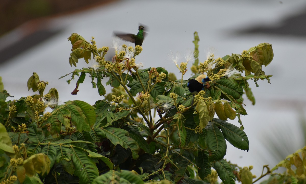 Golden-hooded Tanager - ML641130884