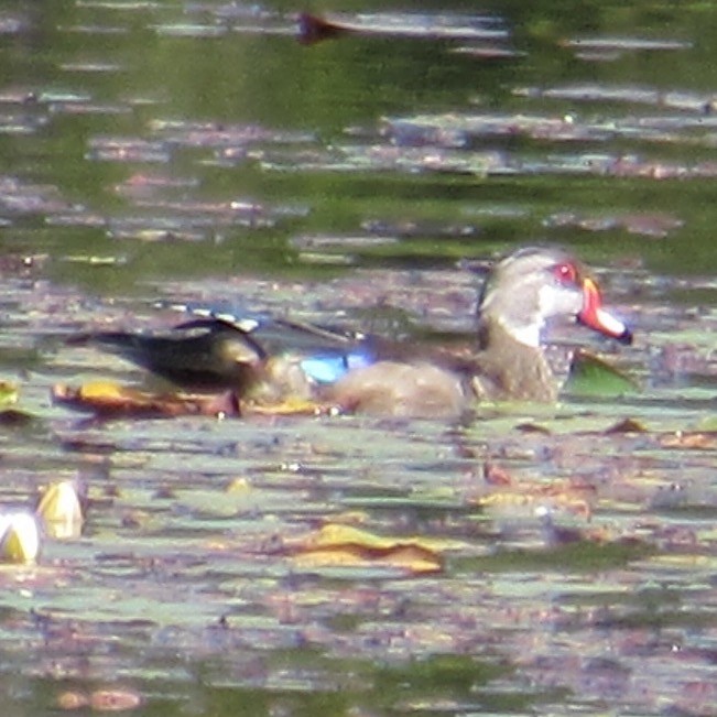 Wood Duck - ML641130893