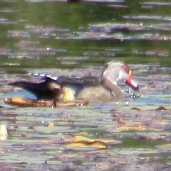Wood Duck - ML641130896