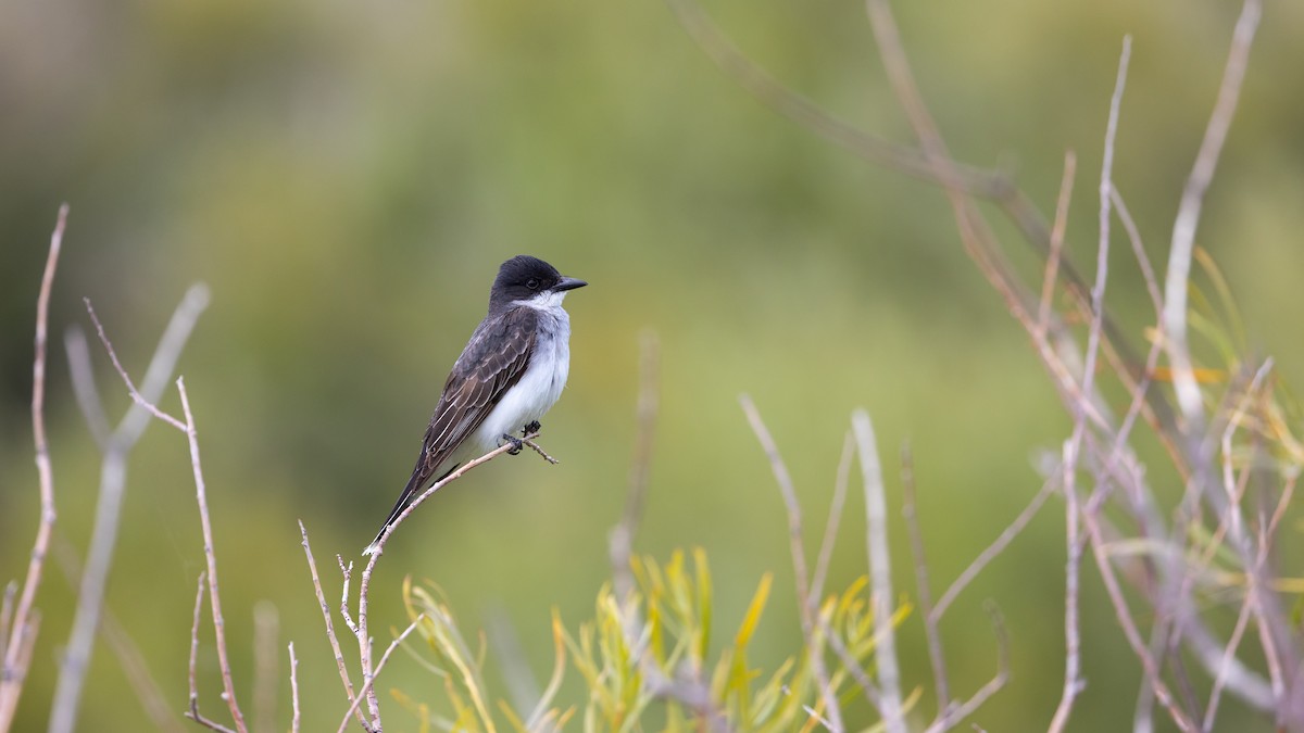 Eastern Kingbird - ML641130904