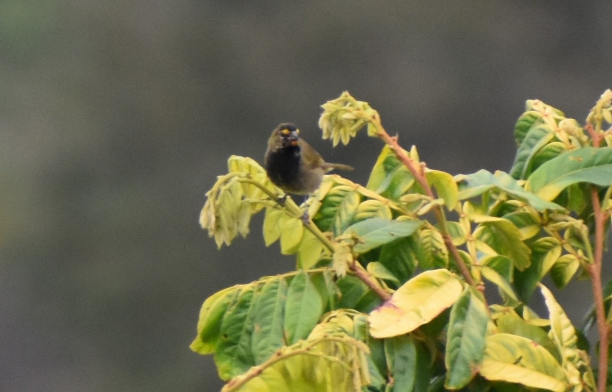 Yellow-faced Grassquit - ML641130906