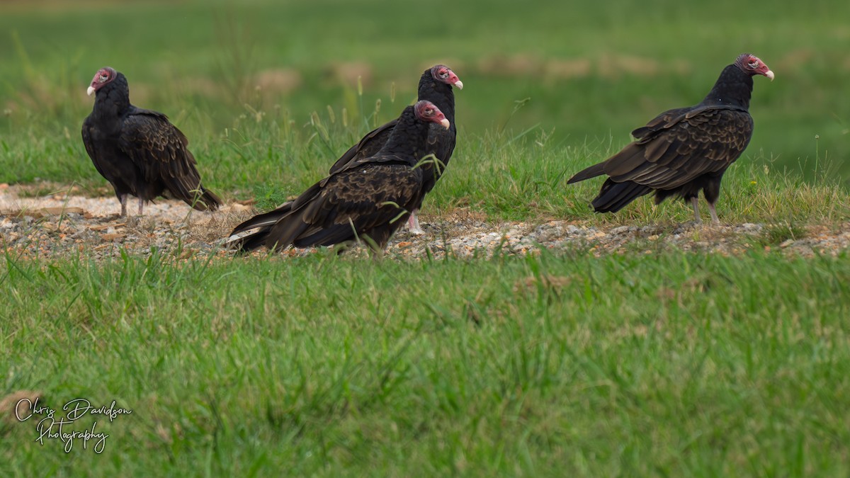 Turkey Vulture - ML641130932