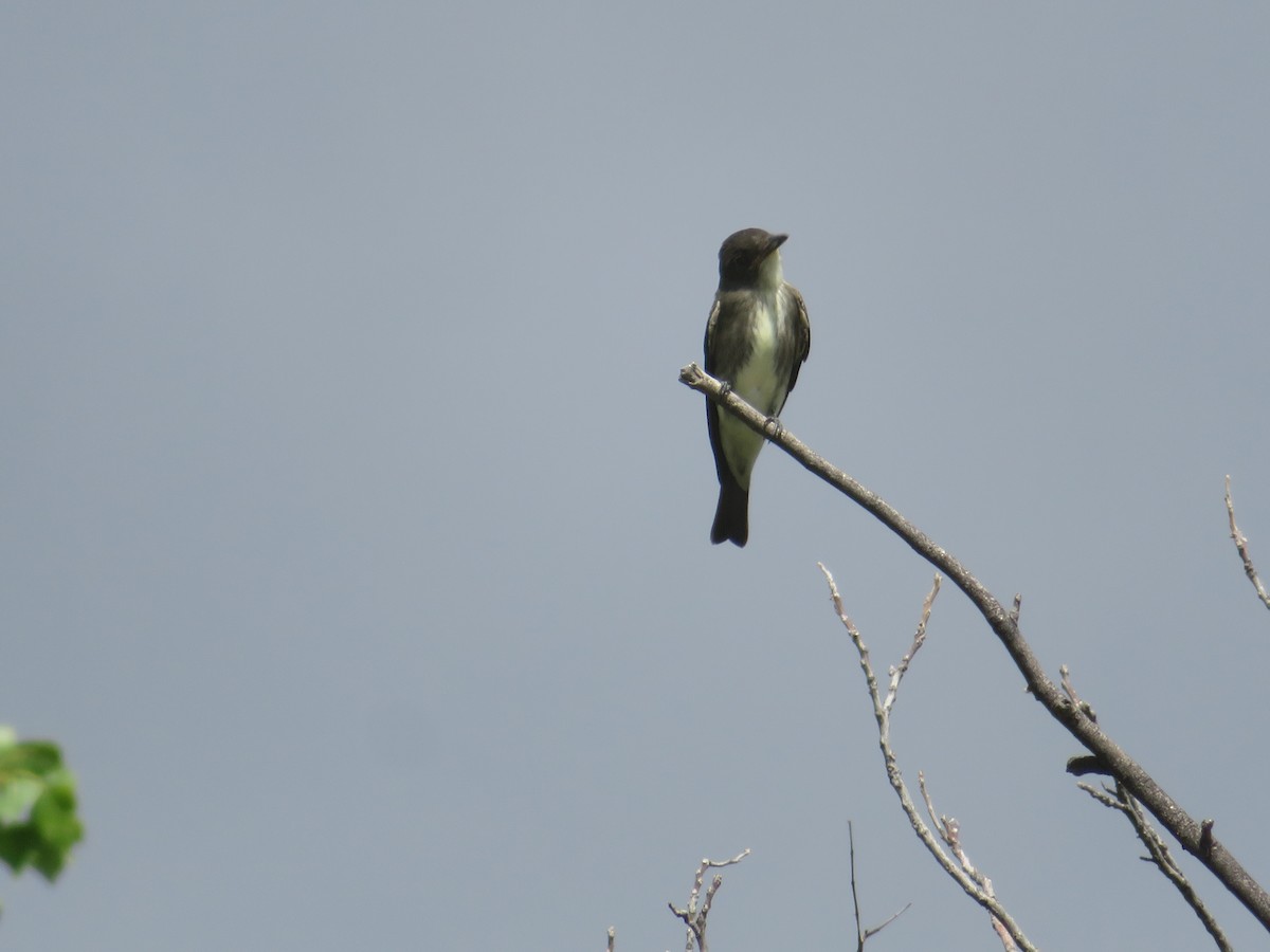 Olive-sided Flycatcher - ML641130952