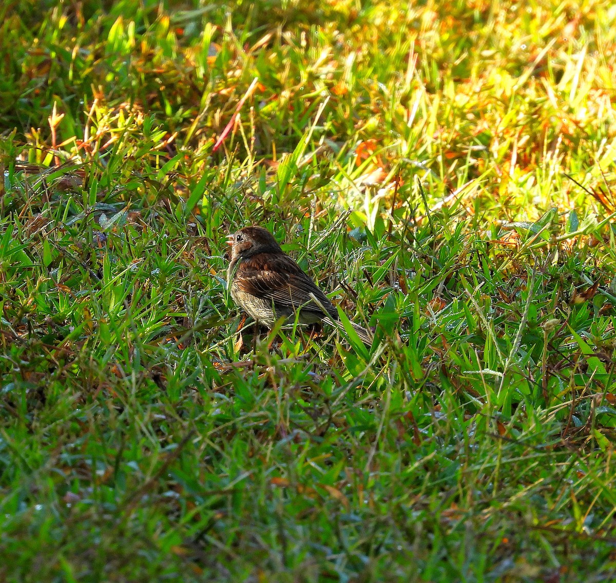 Field Sparrow - ML641130977
