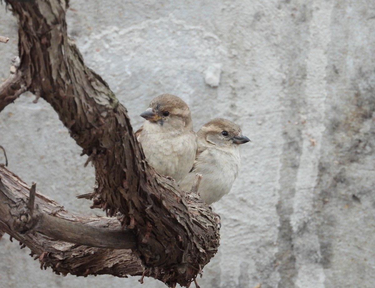 House Sparrow - ML641130992