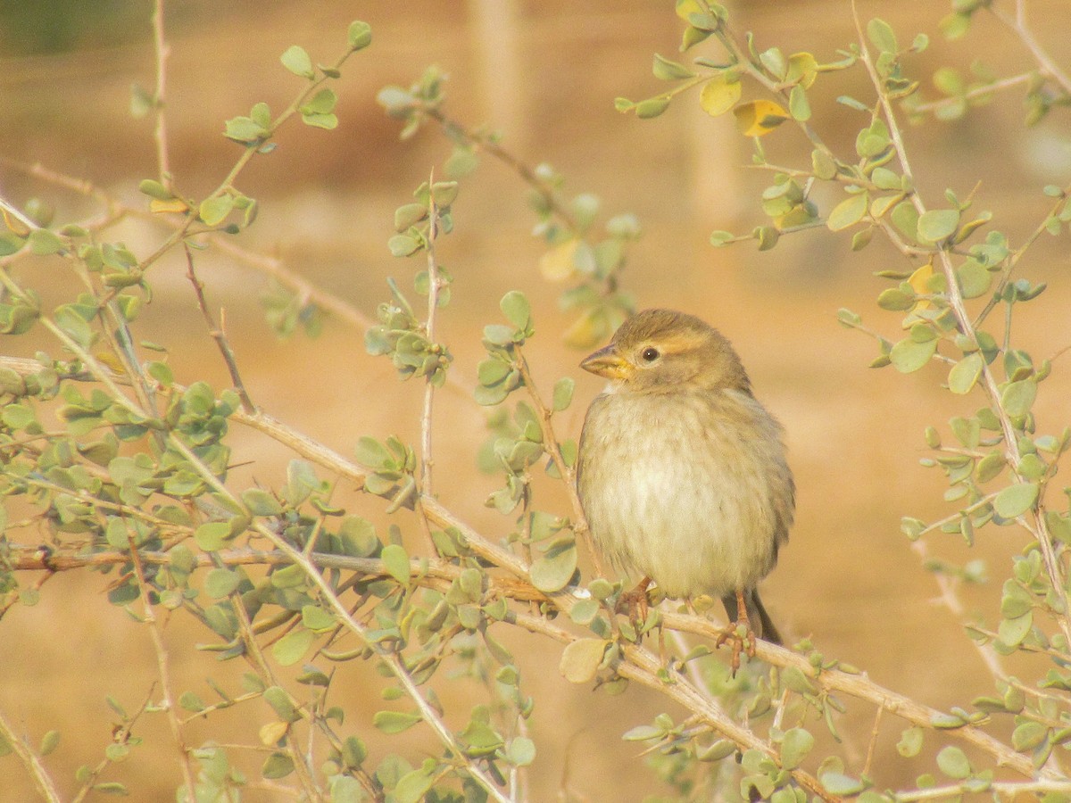 Dead Sea Sparrow - ML641130994