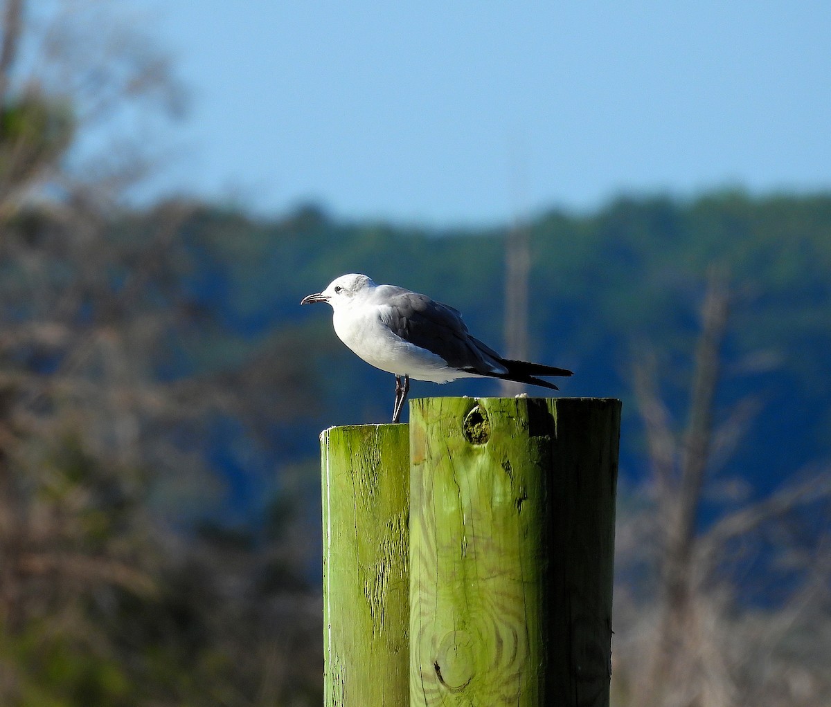 Laughing Gull - ML641130996