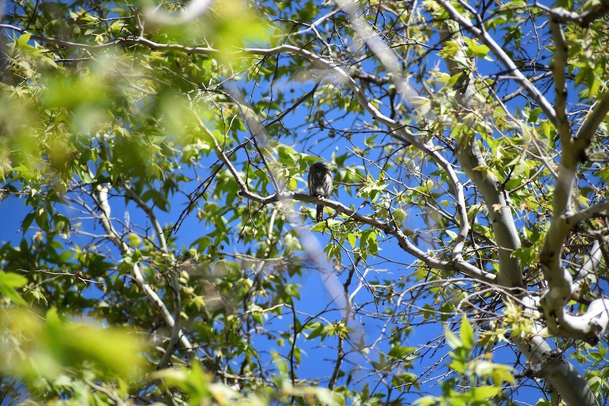 Northern Pygmy-Owl - ML641131004