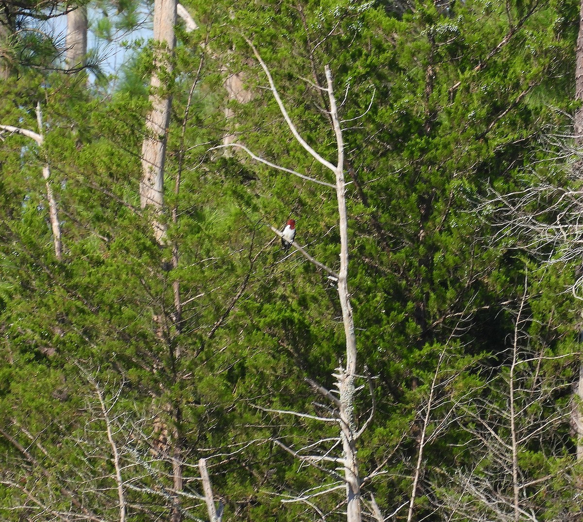 Red-headed Woodpecker - ML641131041
