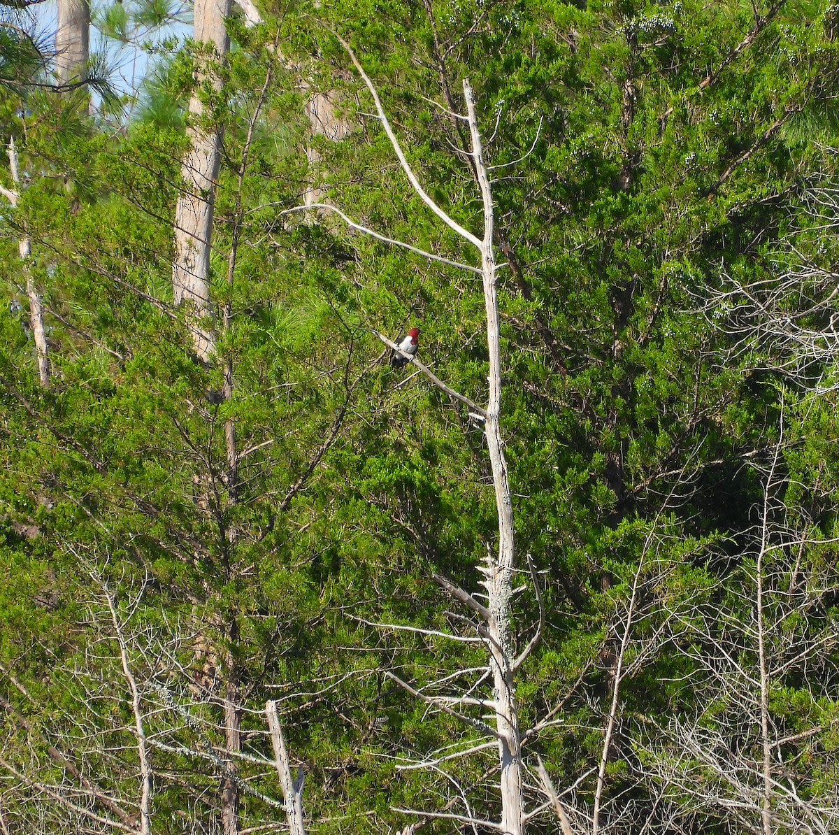 Red-headed Woodpecker - ML641131042