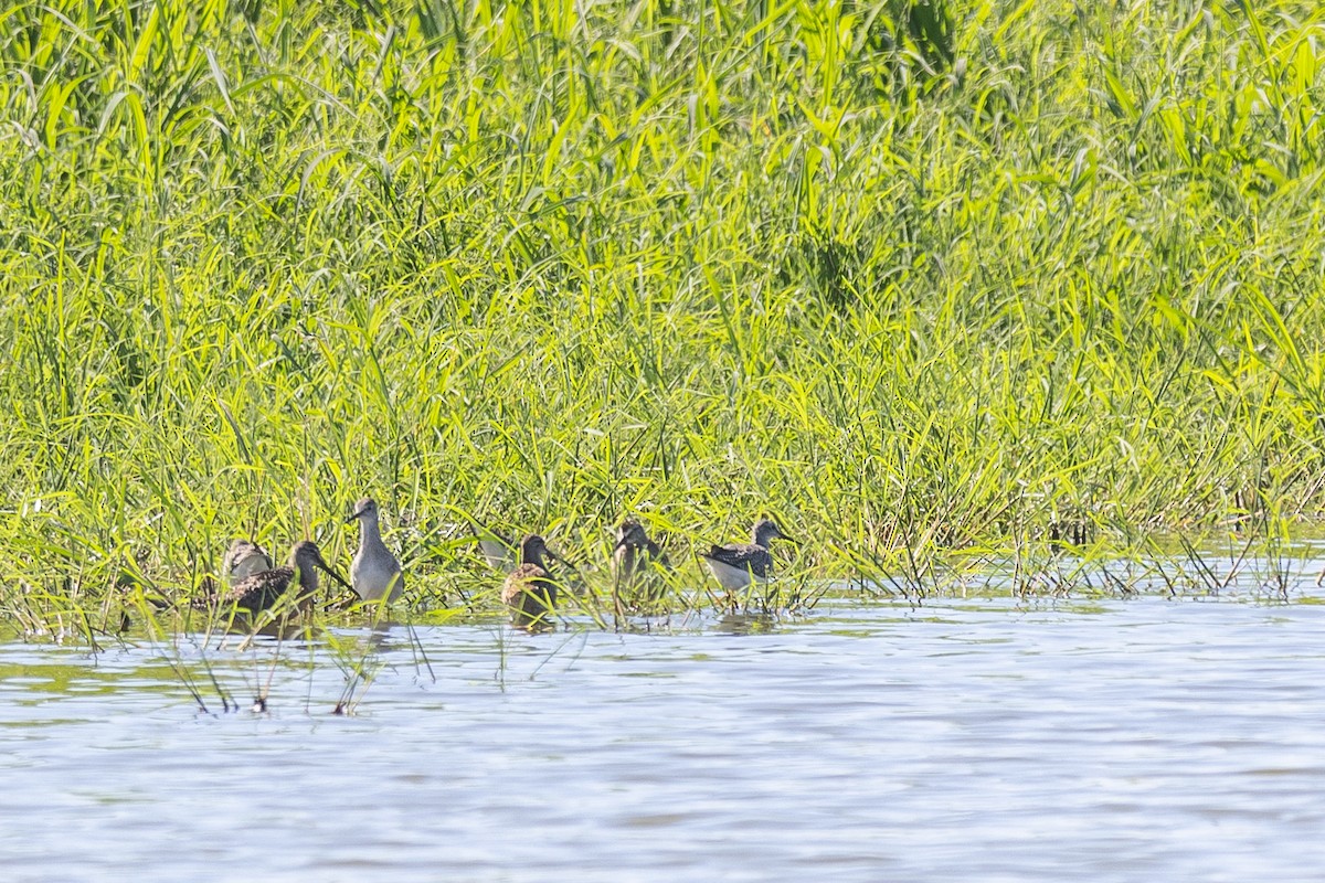Short-billed/Long-billed Dowitcher - ML641131047