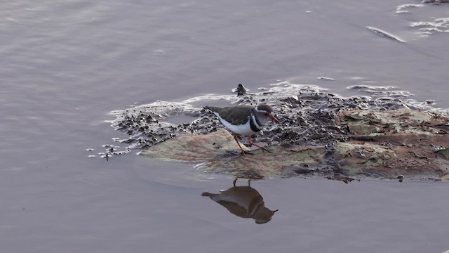 Three-banded Plover - ML641131053