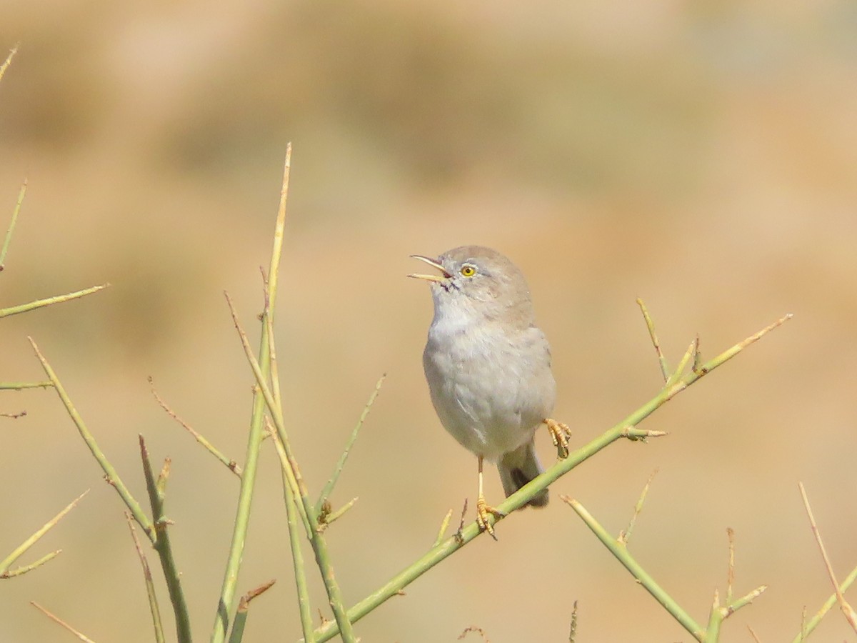 Asian Desert Warbler - ML641131061