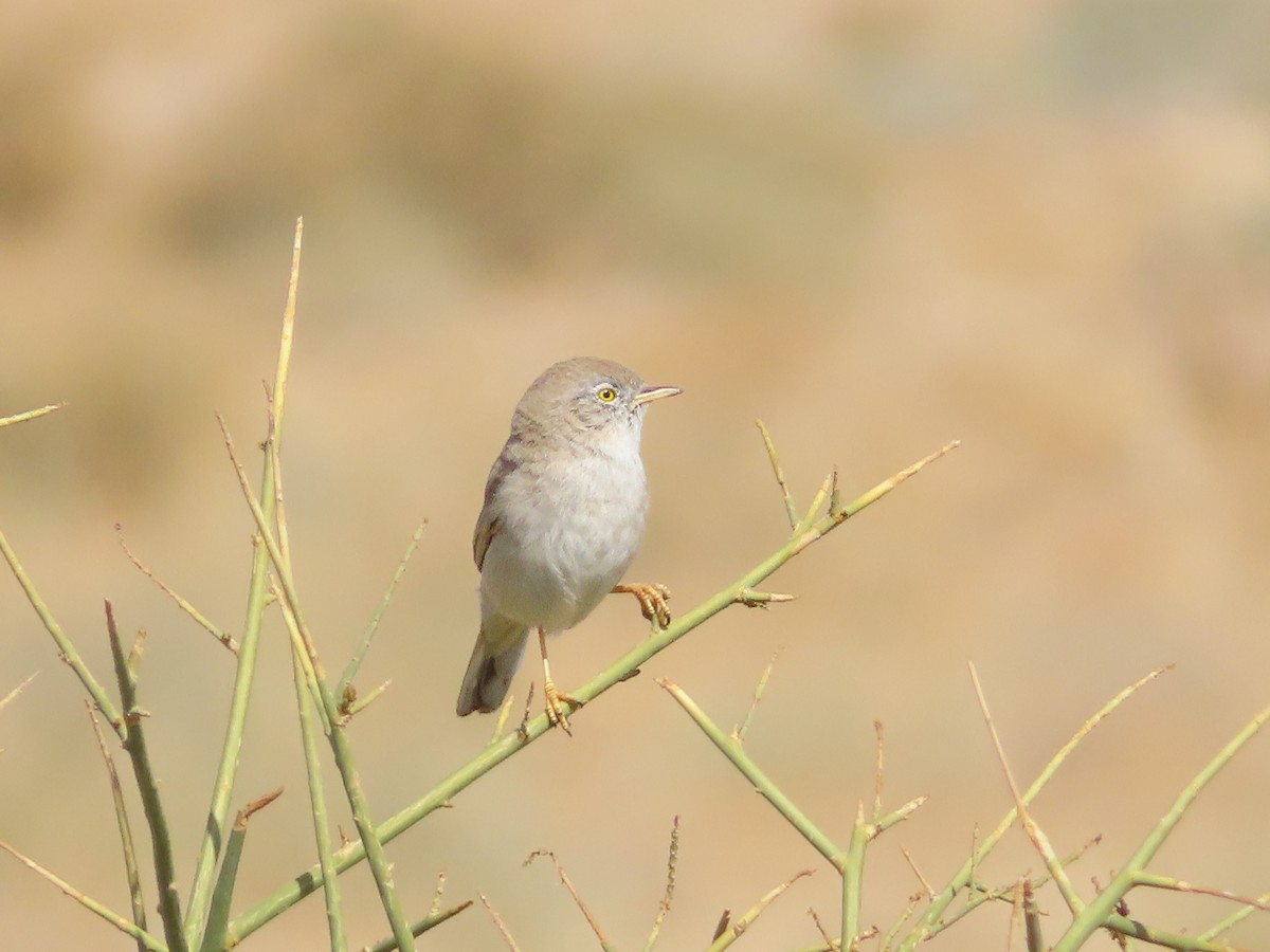 Asian Desert Warbler - ML641131062