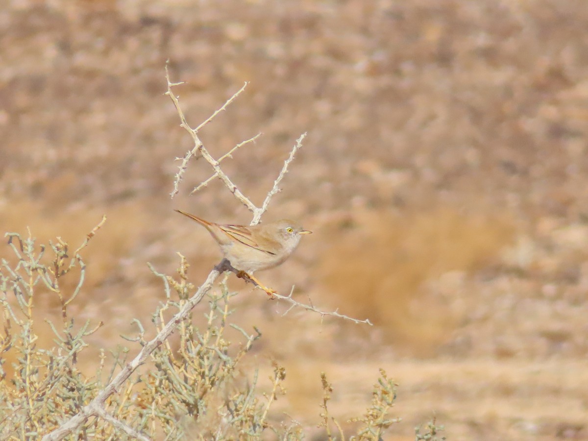 Asian Desert Warbler - ML641131063