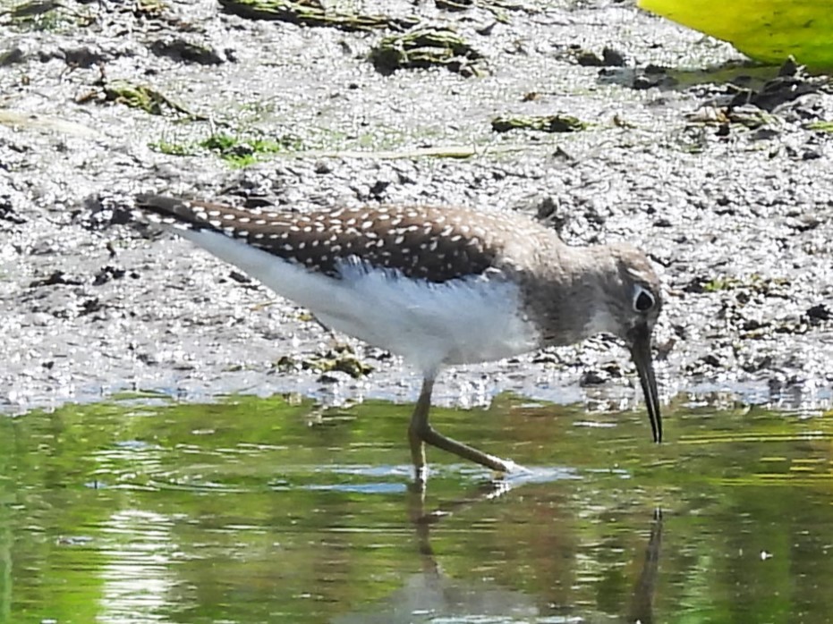 Solitary Sandpiper - ML641131068