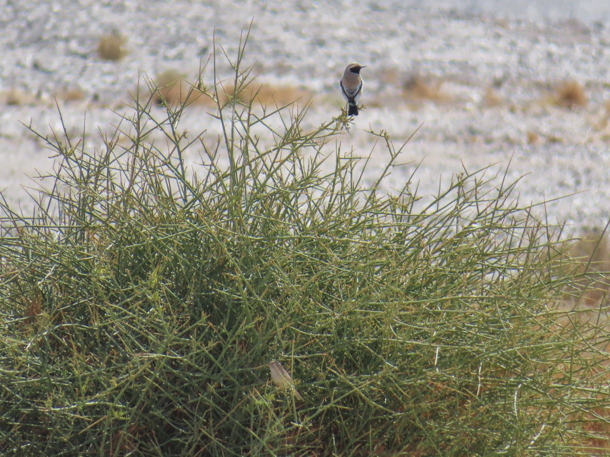 Asian Desert Warbler - ML641131069