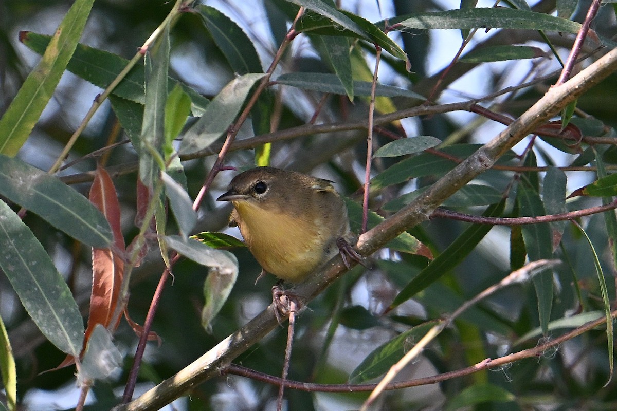Paruline masquée - ML641131073