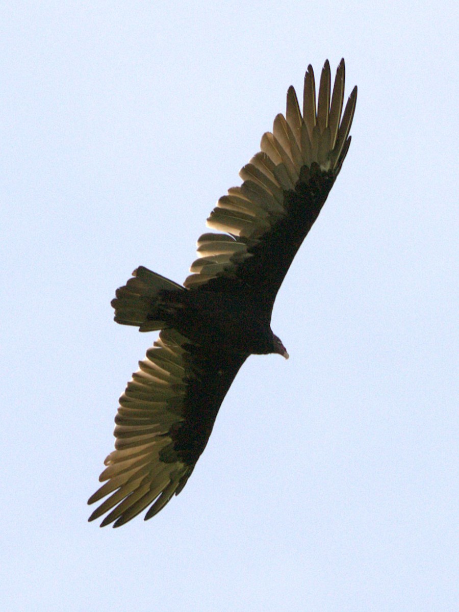 Turkey Vulture - ML641131079